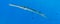 Smooth cornetfish