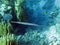Smooth cornetfish hung over a cliff of reef 1552