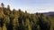 Smooth drone flyover above spruce and pine treetops. Bird\'s eye view coniferous forest. Aerial drone 4K cinematic footage