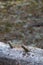 Smooth fallen tree trunk section in sharp focus in foreground with soft mottled colorful background