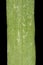 Smooth Finger Grass (Digitaria ischaemum). Leaf Detail Closeup