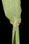 Smooth Finger Grass (Digitaria ischaemum). Ligule Closeup