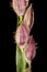 Smooth Finger Grass Digitaria ischaemum. Spikelets Closeup