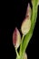 Smooth Finger Grass Digitaria ischaemum. Spikelets Closeup
