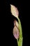 Smooth Finger Grass (Digitaria ischaemum). Spikelets Closeup