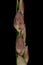 Smooth Finger Grass (Digitaria ischaemum). Spikelets Closeup