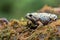 The smooth-fingered narrow-mouthed frog  kaloula baleata  in the moss