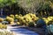 A smooth footpath through the garden with cactus plants along the walkway and lush green trees and plants