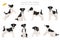 Smooth fox terrier clipart. Different poses, coat colors set