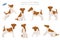Smooth fox terrier clipart. Different poses, coat colors set