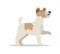 Smooth Fox Terrier Dog Breed on White.