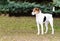 Smooth Fox Terrier stands.