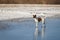 Smooth Fox Terrier is walking on thin ice .. Training
