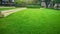 Smooth and fresh green grass lawn as a carpet in garden backyard, good care maintenance landscapes decorated with flowering plant