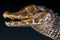 Smooth-fronted dwarf caiman / Paleosuchus trigonatus