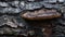 The smooth glossy texture of a mushroom cap growing on a bed of rough and bumpy tree bark.