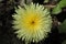 `Smooth Golden Fleece` flower - Urospermum Dalechampii