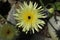 `Smooth Golden Fleece` flower - Urospermum Dalechampii