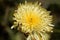 Smooth Golden Fleece Urospermum dalechampii