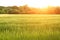 Smooth green field with young wheat and trees at sunset. Blurry