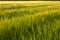 Smooth green field with young wheat and trees at sunset. Blurry.