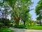 Smooth green grass lawn, greenery trees and shrub in a good maintenance landscape and garden, gray curve pattern walkway