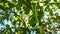 Smooth green snake camouflage in leafs, Nicaragua.