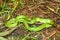 Smooth Green Snake (Opheodrys vernalis)