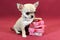 Smooth-haired Chihuahua puppy with gift boxes