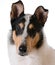 Smooth haired collie