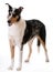 Smooth haired collie