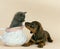 Smooth-Haired Dachsund, Pup with Chartreux Domestic Kitten