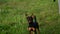 Smooth-haired Russian toy terrier on a leash walks through a meadow on a summer day with its owner,close-up.