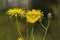 Smooth Hawksbeard