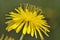 Smooth Hawksbeard