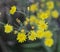 smooth hawksbeard, Crepis capillaris, blooming in the summer season