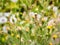 Smooth hawksbeard Crepis capillaris closed flower wrapped in a delicate cobweb