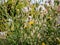 Smooth hawksbeard Crepis capillaris covered with fluff of flowering flowers