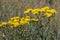 Smooth hawksbeard flower