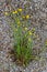 Smooth hawksbeard growing out of the gravel of a footpath, also called crepis capillaris or Pippau