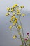 Smooth Hawkweed flowering in Llangollen