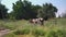 Smooth horizontal movement. A lone cow grazes in a meadow in the countryside