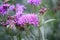 Smooth ironweed Vernonia fasciculata, purple flowers and buds