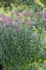 Smooth ironweed Vernonia fasciculata, purple flowers on plant in garden