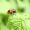 Smooth leaf beetle Clytra laeviuscula suborder nemonious Polyphaga. Beetle with red wings with black dots on raspberry leaf