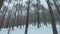 Smooth maneuverable flight between trees in a winter forest in snowfall. Snowflakes fall right into the camera