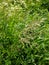 Smooth Meadow-grass - Poa pratensis, Norfolk, England, UK