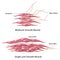 Smooth muscle innervation