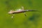 Smooth Newt - Lissotriton vulgaris, Gloucestershire, England.