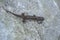 Smooth newt Lissotriton vulgaris portrait